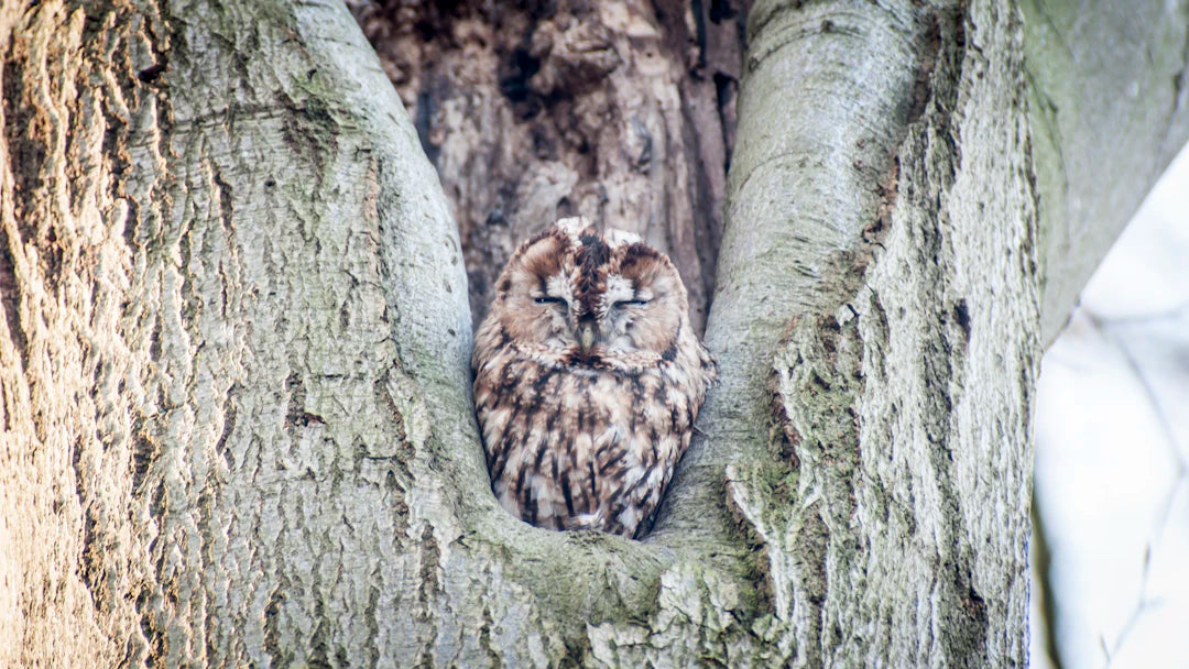 Charming Owl-Themed Wooden Jigsaw Puzzles for All Ages