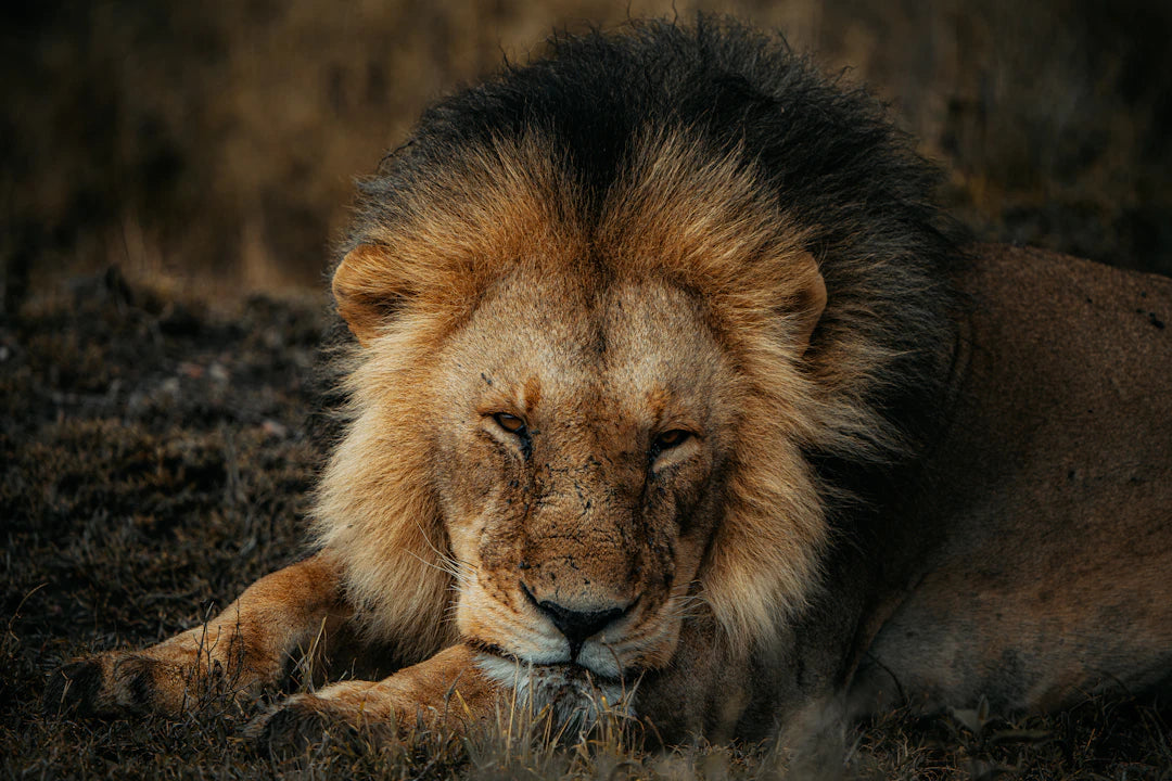 Explore Unique Lion-Themed Wooden Jigsaw Puzzles